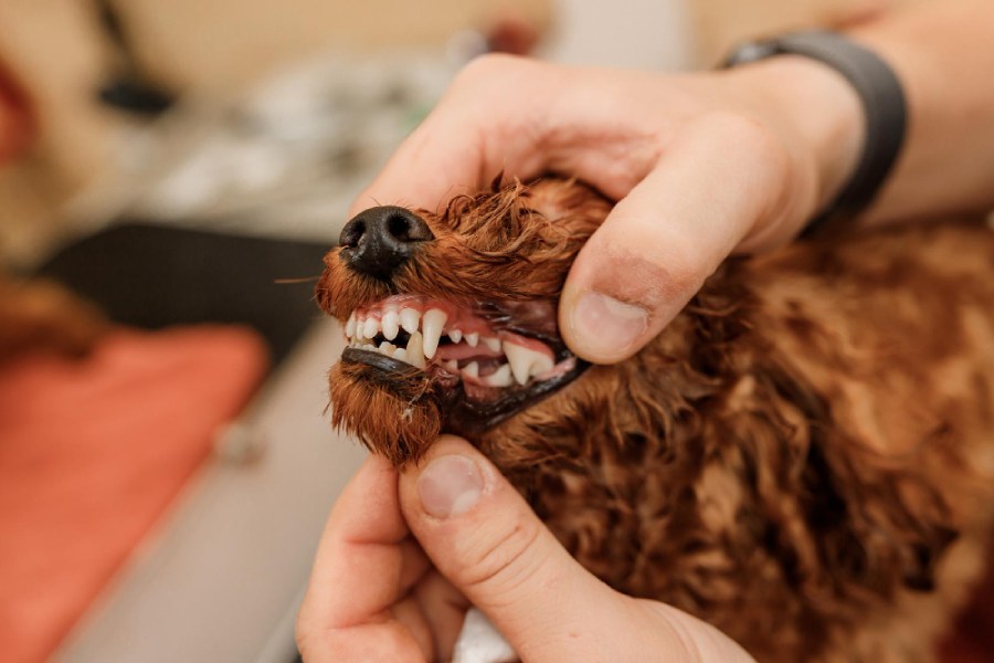 a dog is examined by a veterinarian