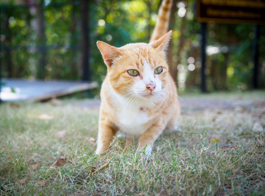 a cat standing on grass