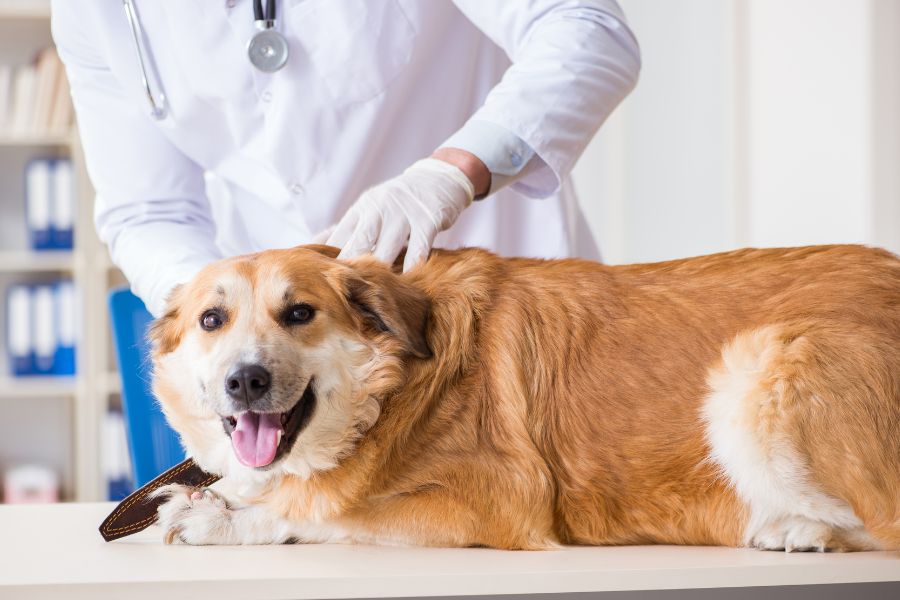 veterinarian examining ears of a dog