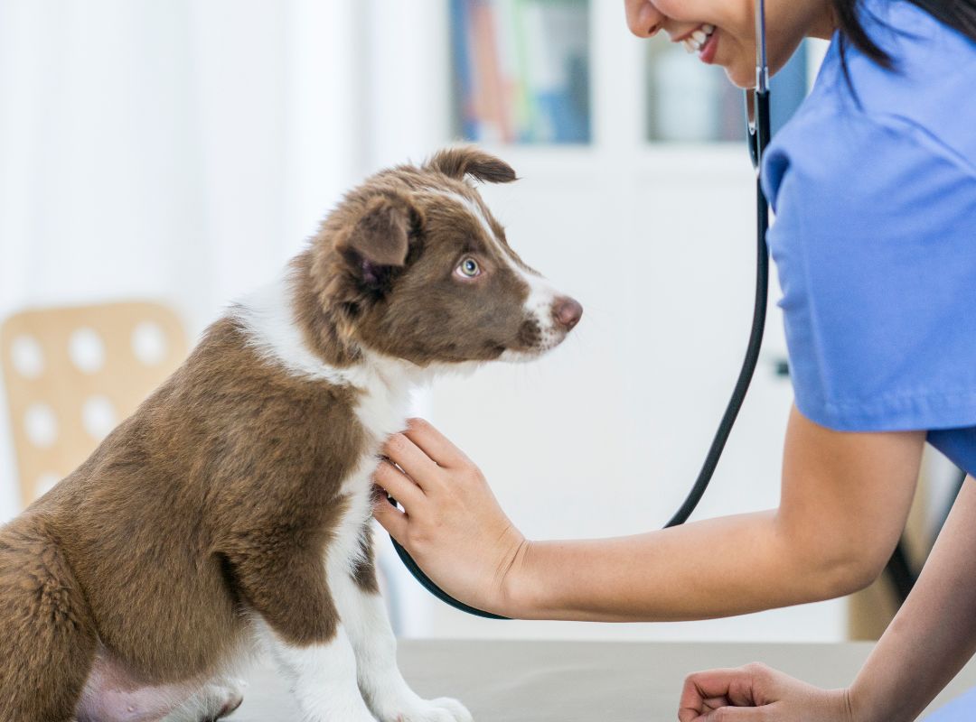 Veterinarian with a stethoscope examining a dog