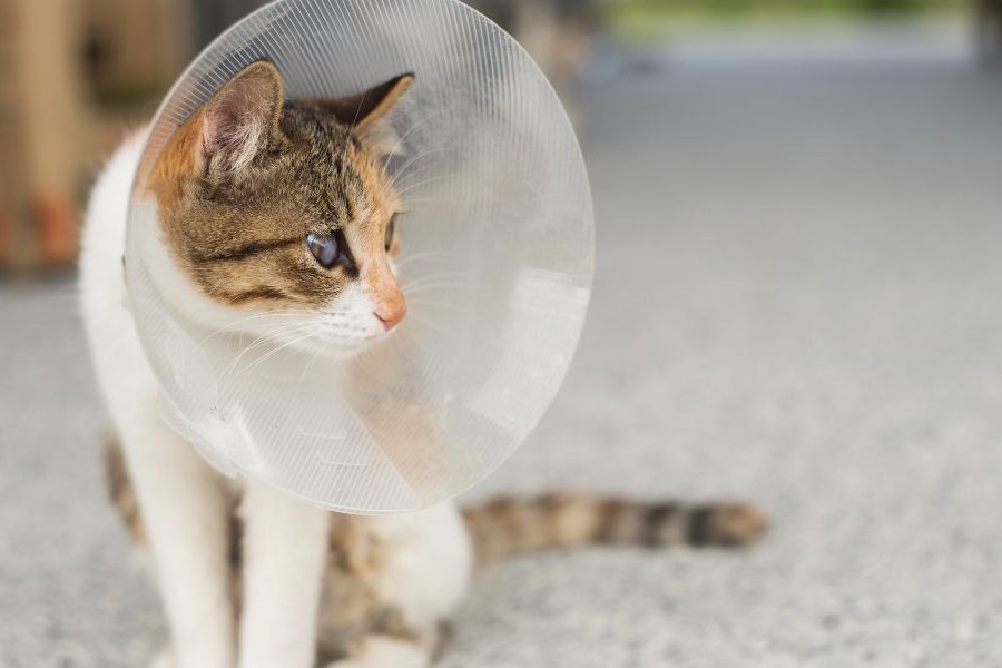 a cat with a cone on her head