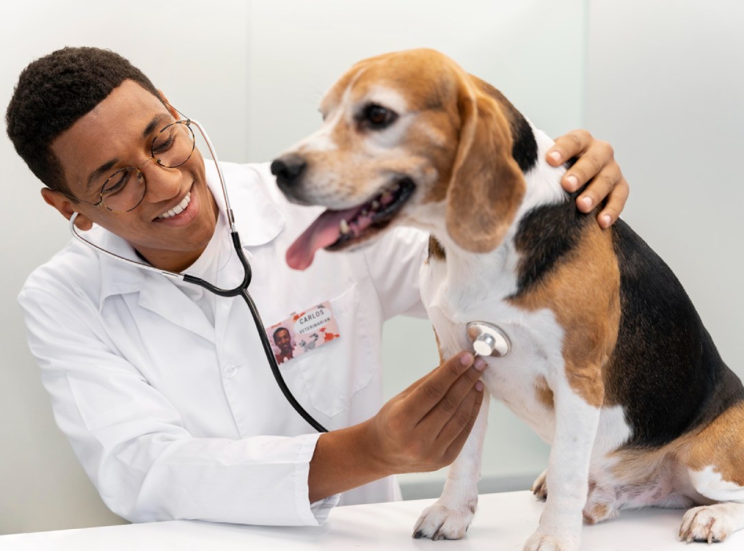 veterinarian checking dog
