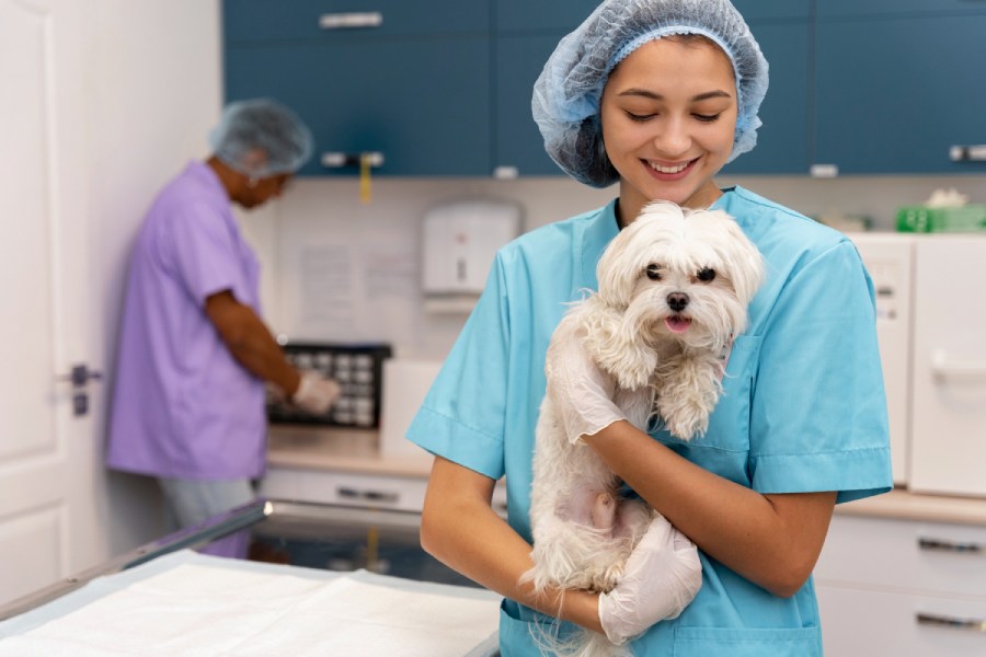 veterinarian taking care of pet