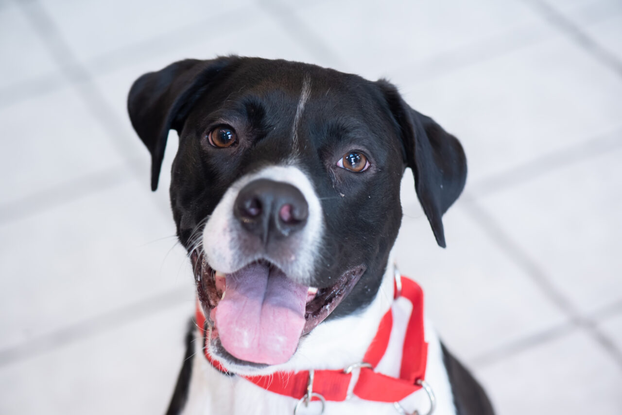 Wentzville, MO Veterinary Jobs Bear Creek Animal Hospital