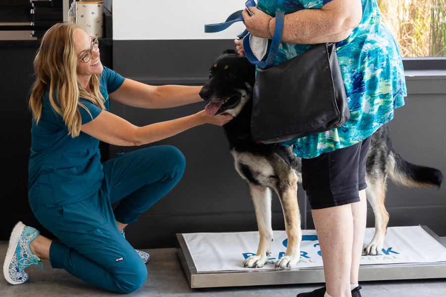 a dog sitting on a veterinarian's lap