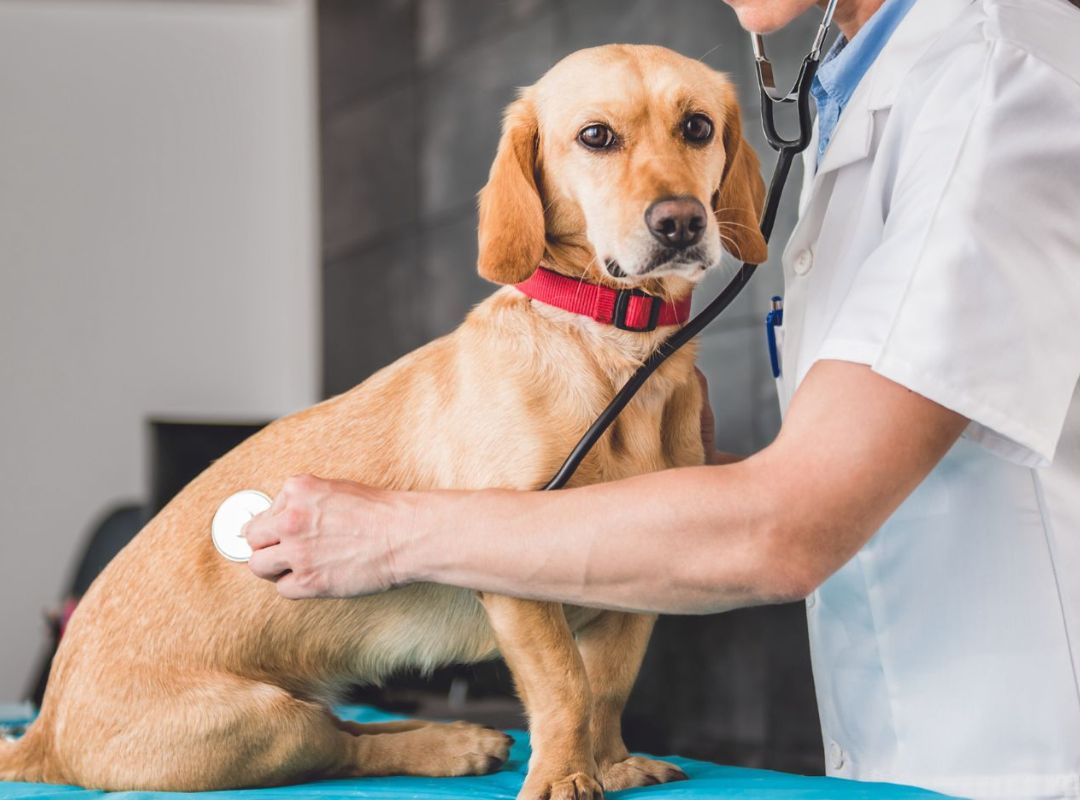 vet examining a dog