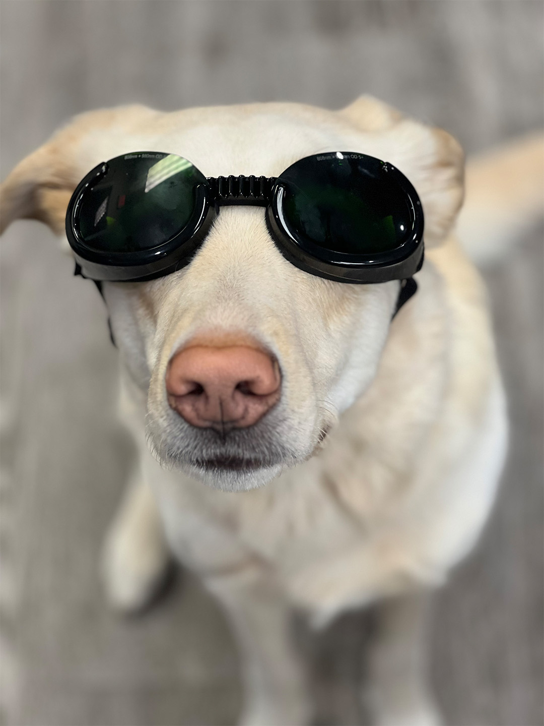 Dog wearing protective laser therapy goggles