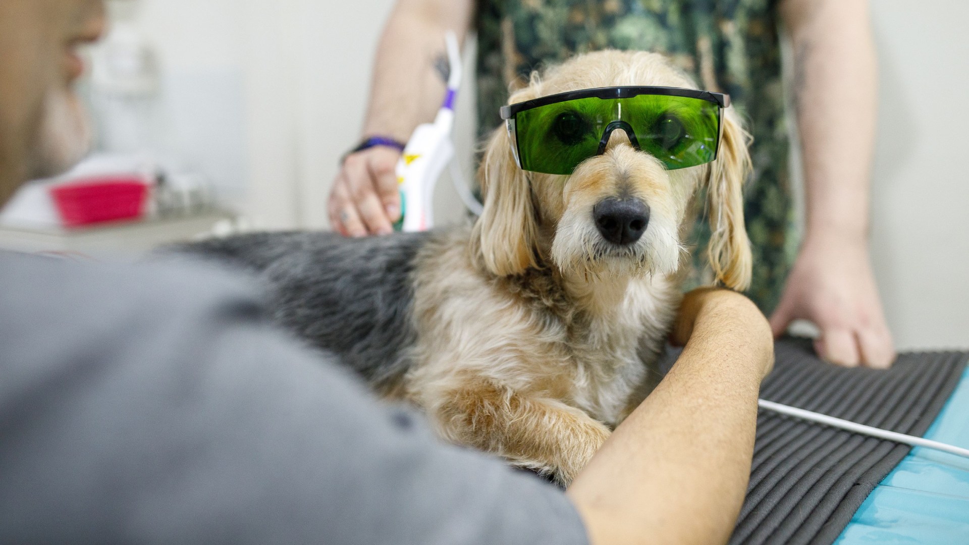 dog during laser therapy treatment