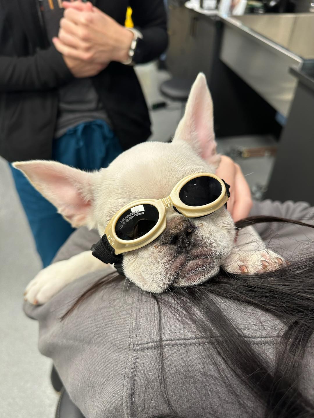 dog wearing goggles resting on a person's shoulder