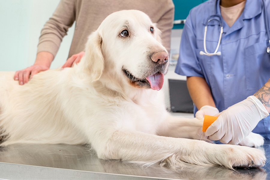 a dog lies on a veterinary exam table